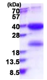 SDS-PAGE - Recombinant Human SKA1 protein (AB177610)