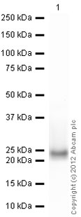Western blot - Recombinant Human Skp1 protein (Tag Free) (AB90687)