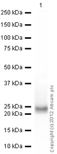 Western blot - Recombinant Human Skp1 protein (Tag Free) (AB90687)