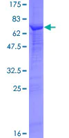 SDS-PAGE - Recombinant Human SKP2 protein (GST tag N-Terminus) (AB114385)