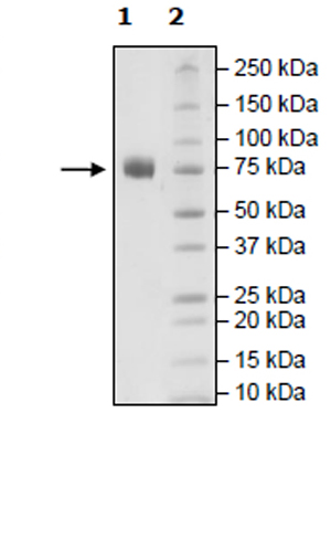 SDS-PAGE - Recombinant Human SLAM / CD150 protein (Avi tag C-Terminus + Fc tag C-Terminus) (AB271409)