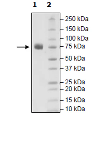 SDS-PAGE - Recombinant Human SLAM / CD150 protein (Avi tag C-Terminus + Fc tag C-Terminus) (AB271409)