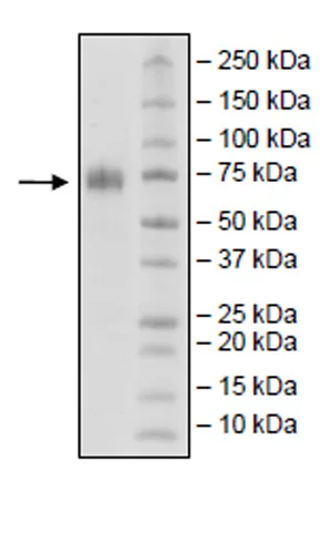 SDS-PAGE - Recombinant Human SLAM / CD150 protein (Biotin) (Avi tag C-Terminus + Fc tag C-Terminus) (AB271408)