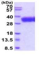 SDS-PAGE - Recombinant Human SLAMF6 protein (His tag C-Terminus) (AB219428)