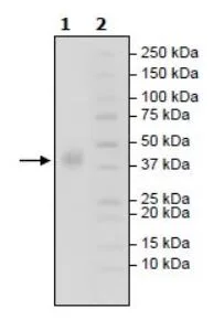 SDS-PAGE - Recombinant Human SLAMF7/CS1 protein (Avi tag C-Terminus + His tag C-Terminus) (AB271745)