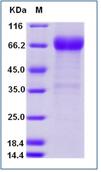 SDS-PAGE - Recombinant Human SLAMF7/CS1 protein (Fc Chimera) (AB276423)