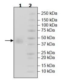 SDS-PAGE - Recombinant Human SLAMF7/CS1 protein (Tagged) (Biotin) (AB271746)