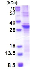 SDS-PAGE - Recombinant Human SLAP2 protein (denatured) (His tag N-Terminus) (AB174415)