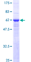 Recombinant Human SLC25A11 protein