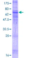 SDS-PAGE - Recombinant Human SLC35B2 protein (GST tag N-Terminus) (AB166331)