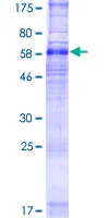 SDS-PAGE - Recombinant Human SLC35F2 protein (GST tag N-Terminus) (AB162823)
