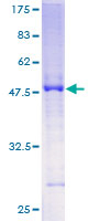 SDS-PAGE - Recombinant Human SLC45A2 protein (GST tag N-Terminus) (AB162435)