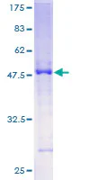 SDS-PAGE - Recombinant Human SLC45A2 protein (GST tag N-Terminus) (AB162435)