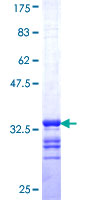 SDS-PAGE - Recombinant Human SLC6A20 protein (GST tag N-Terminus) (AB162821)