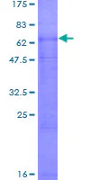 SDS-PAGE - Recombinant Human SLC7A9 protein (GST tag N-Terminus) (AB161312)