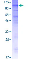 SDS-PAGE - Recombinant Human SLCO4C1 protein (GST tag N-Terminus) (AB166349)