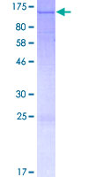 SDS-PAGE - Recombinant Human SLFN11 protein (GST tag N-Terminus) (AB164865)