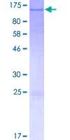 SDS-PAGE - Recombinant Human SLFN11 protein (GST tag N-Terminus) (AB164865)