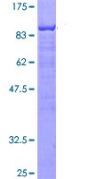 Recombinant Human SLP76 protein