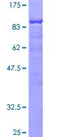 SDS-PAGE - Recombinant Human SLP76 protein (GST tag N-Terminus) (AB114697)