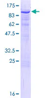 SDS-PAGE - Recombinant Human SLP76 protein (GST tag N-Terminus) (AB152497)