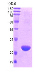 SDS-PAGE - Recombinant Human Smac/Diablo protein (AB87721)