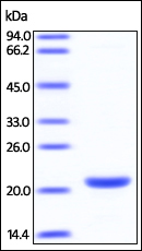 SDS-PAGE - Recombinant Human Smac/Diablo protein (His tag) (AB219716), expandable thumbnail
