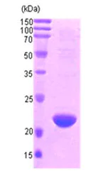 SDS-PAGE - Recombinant Human Smac/Diablo protein (T7 tag N-Terminus) (AB87721)