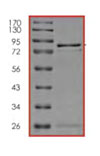 SDS-PAGE - Recombinant Human Smad1 protein (AB84653), expandable thumbnail