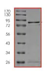 SDS-PAGE - Recombinant Human Smad1 protein (AB84653)
