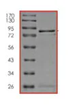 SDS-PAGE - Recombinant Human Smad1 protein (GST tag N-Terminus) (AB84653)