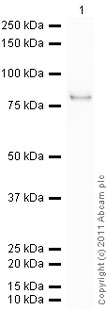 Western blot - Recombinant Human Smad1 protein (GST tag N-Terminus) (AB84653)