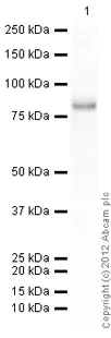 Western blot - Recombinant Human Smad2 protein (AB63176)