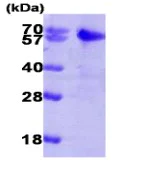 SDS-PAGE - Recombinant Human Smad2 protein (AB85329)