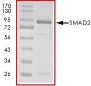SDS-PAGE - Recombinant Human Smad2 protein (GST tag N-Terminus) (AB63176)