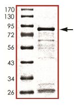 SDS-PAGE - Recombinant Human Smad3 protein (AB151882)