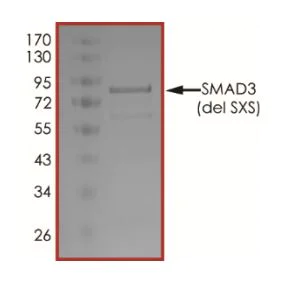 SDS-PAGE - Recombinant Human Smad3 protein (SXS deletion)(Tagged) (AB268974)
