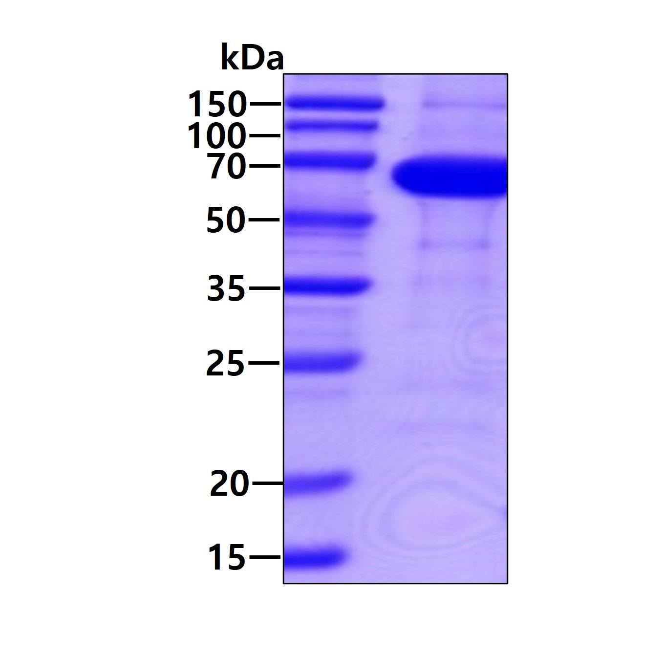 Recombinant Human Smad4 protein