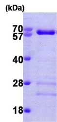 SDS-PAGE - Recombinant Human Smad4 protein (AB81764)
