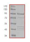 SDS-PAGE - Recombinant Human Smad4 protein (AB84652)