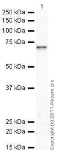 Western blot - Recombinant Human Smad4 protein (His tag N-Terminus) (AB81764)
