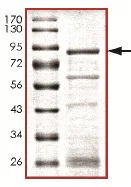 SDS-PAGE - Recombinant Human SMAD9 protein (GST tag N-Terminus) (AB140808)