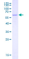 Recombinant Human SMN/Gemin 1 protein