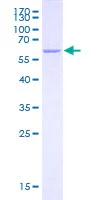 SDS-PAGE - Recombinant Human SMN/Gemin 1 protein (GST tag N-Terminus) (AB114802)