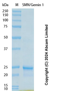 SDS-PAGE - Recombinant Human SMN/Gemin 1 Protein Standard (His tag) (AB323107)