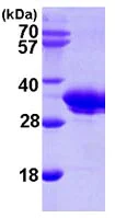 SDS-PAGE - Recombinant Human SMNDC1 protein (AB102020)