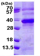 SDS-PAGE - Recombinant Human SMP30 protein (denatured) (His tag N-Terminus) (AB113154)
