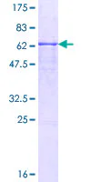 SDS-PAGE - Recombinant Human SMPDL3B protein (GST tag N-Terminus) (AB162135)