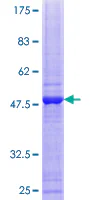 SDS-PAGE - Recombinant Human SMUG1 protein (GST tag N-Terminus) (AB132162)