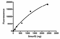 Recombinant human SMURF 2 protein